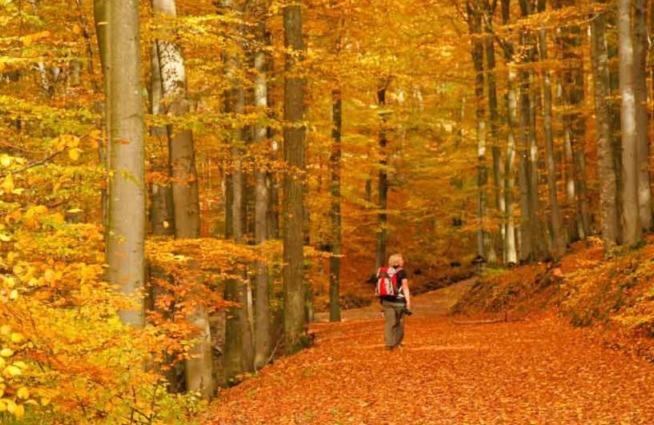 3 Sterne Ferienwohnung Pape Schmallenberg Exteriör bild